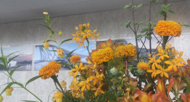 ショールーム　お花☆